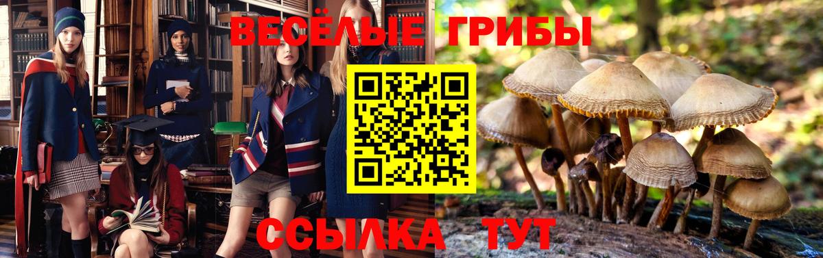 Псилоцибиновые грибы Psilocybe Невинномысск